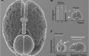 یه درمان جدید آلزایمر، پلاک‌های مغز موش‌ها رو تو چند ساعت از بین می‌بره